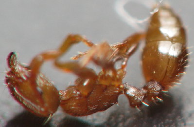 Genre chalepoxenus? fourmis