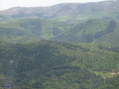 Rochepaule forêt envirronante.jpg