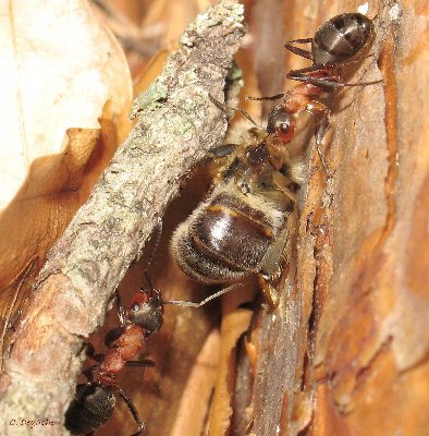 Formicoxenus nitidulus espèce hôte.5 copie.jpg