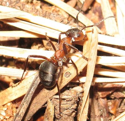 Formicoxenus nitidulus espèce hôte.4.jpg