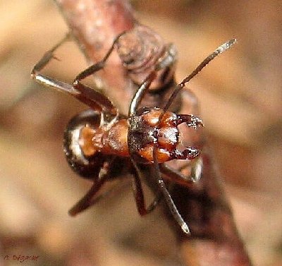 Formicoxenus nitidulus espèce hôte.2 copie.jpg