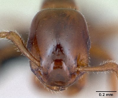 Source : Antweb.org