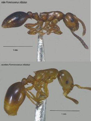 male_ouvriere_formicoxenus_1.jpg