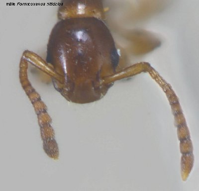 tete_male_formicoxenus_nitidilus_1.jpg