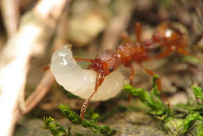 myrmica-lonae-sabuleti-1.JPG