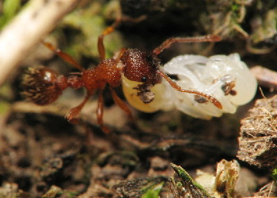 myrmica-lonae-sabuleti-2.JPG