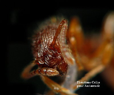 Myrmica-lonae-face-base-massue-antennaire.JPG