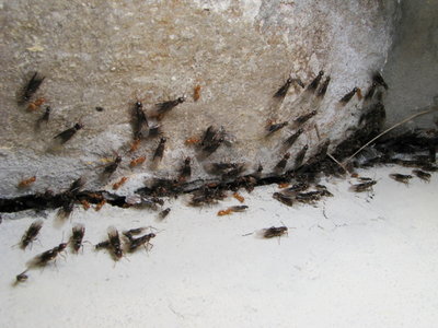 lasius-umbratus.jpg