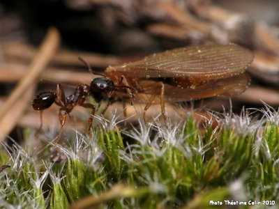aphaenogaster-subterranea-proie-fourmis.JPG