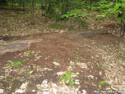 formica-polyctena-fourmiliere-dome-aiguilles.JPG