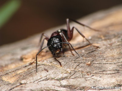 fourmi-camponotus-ligniperda.JPG