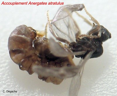 Anergates atratulus accouplement.jpg