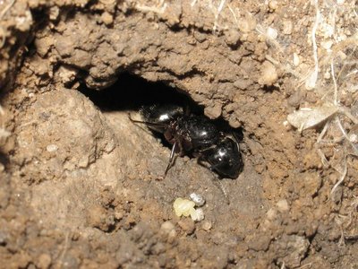 Loge d'une jeune fondatrice Camponotus herculeanus (dans la terre !!)
