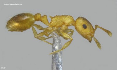ouvrière Temnothorax flavicornis