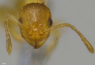 tête de l'ouvrière Temnothorax flavicornis ( 11 segments à l'antenne)