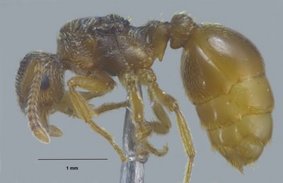 Reine Myrmica karavajevi récoltée dans un nid de M. scabrinodis (cliché C. Lebas)