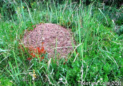 formica-lugubris-acide-formique-plantes-dômes-bois-fourmis.JPG