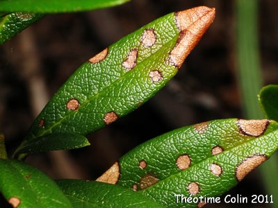 formica-lugubris-acide-formique-plantes.JPG