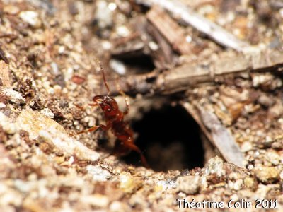 fourmis-Manica-rubida-entree-fourmiliere.JPG