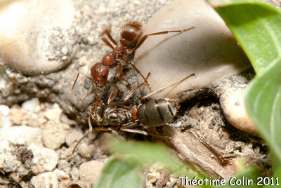 fourmis-pseudogyne-formica-rufibarbis-polyergus-rufescens-amazone.jpg