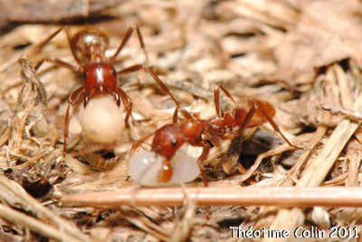 acarien-formica-rufibarbis-polyergus-rufescens-fourmi.JPG