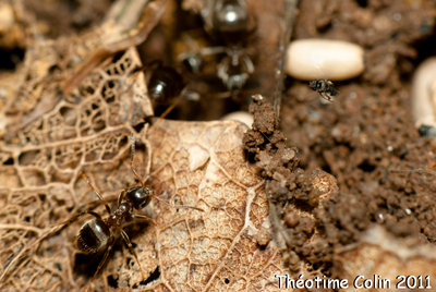 Phoridae-parasite-fourmis-lasius.jpg