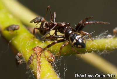 phoridae-cadavre-fourmi-araignee-predateur-parasite.jpg