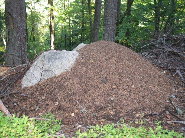 Formica rufa sp. 003.jpg