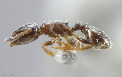 temnothorax_exilis ruficornis (3).jpg