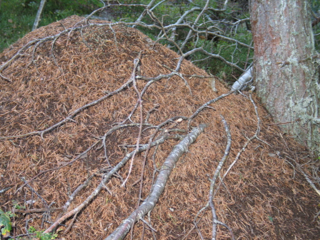 Formica rufa sp. 013.jpg