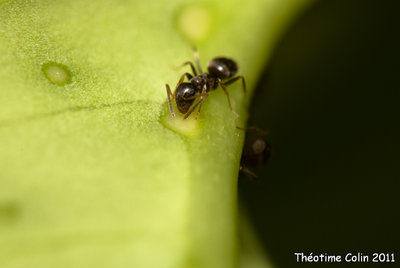 Lasius-laurier-feuille-fourmis-nectaires-extrafloraux-plantes-4372-1.jpg