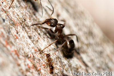 formicoxenus-nitidulus-fourmis-8947.jpg