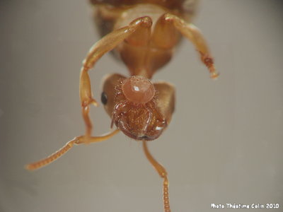 acarien-lasius-flavus.jpg