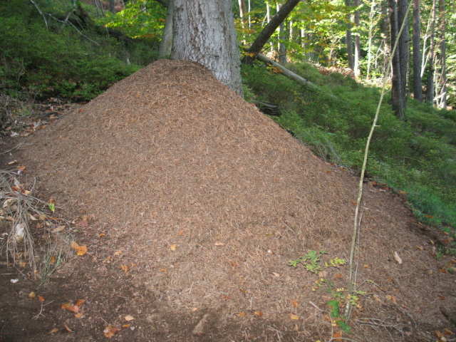 Formica rufa sp. 021.jpg