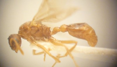 Petit mâle de Myrmica spinosior
