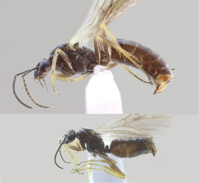 Comparaison mâle &quot;normal&quot; et petit mâle de Formica lemani