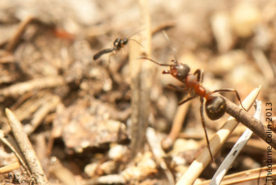 neoneurinae-vs-formica-DSC_5942-1.jpg