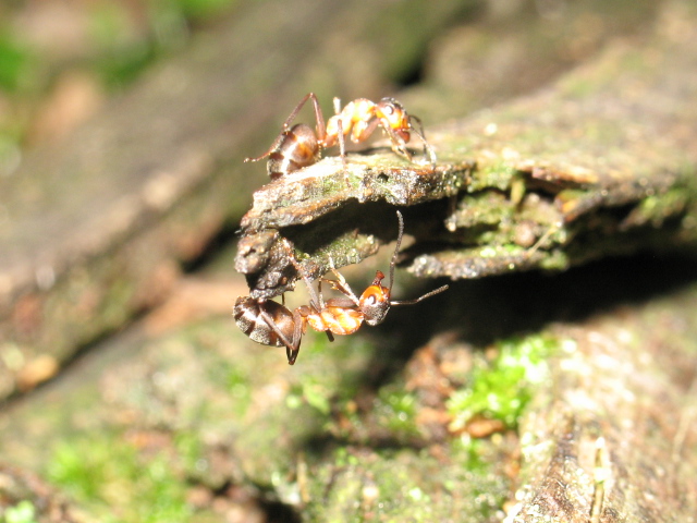 Formica rufa sp. 027.jpg