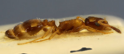 Temnothorax_exilis exilis.jpg