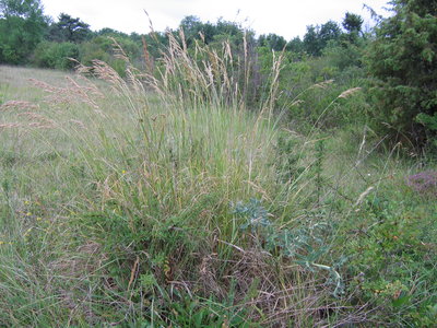 Brome érigé