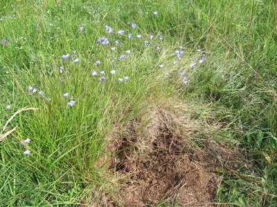 Campanule à f. ronde