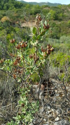 Ciste cotonneux (Cistus albidus)