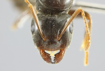 tete_reine_Lasius_rabaudi_taxo.jpg